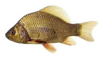 Karaś
