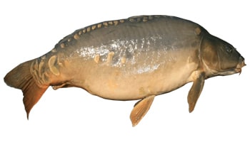 Karp
