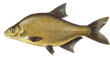 Leszcz