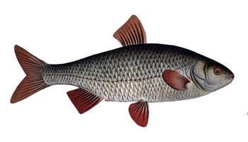 Płoć
