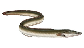Węgorz